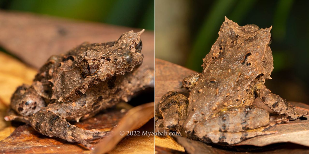 Rough-backed horned frog (species: Borneophyrs edwardinae)