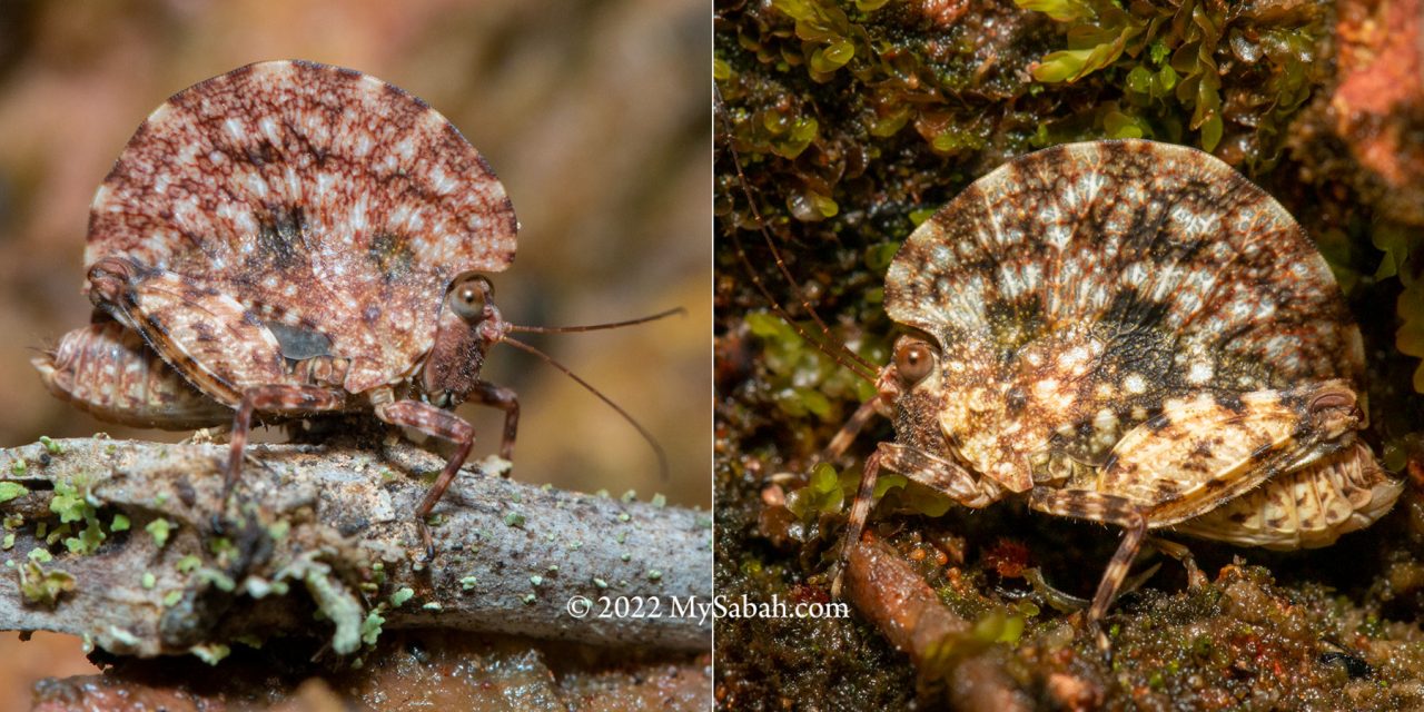 Leaf mimic pygmy grasshoppers (Paraphyllum antennatum) of Borneo