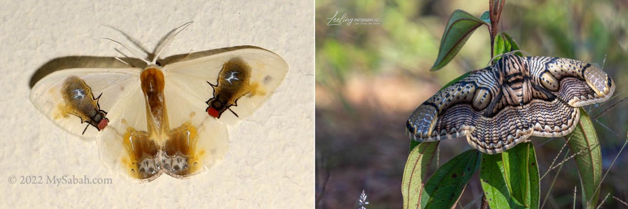 Left: Macrocilix maia, with pictures of feeding flies on its wings. Right: the eye-like marking on the wings of Brahmid Moth (Brahmaea hearseyi) makes it looks like an owl.