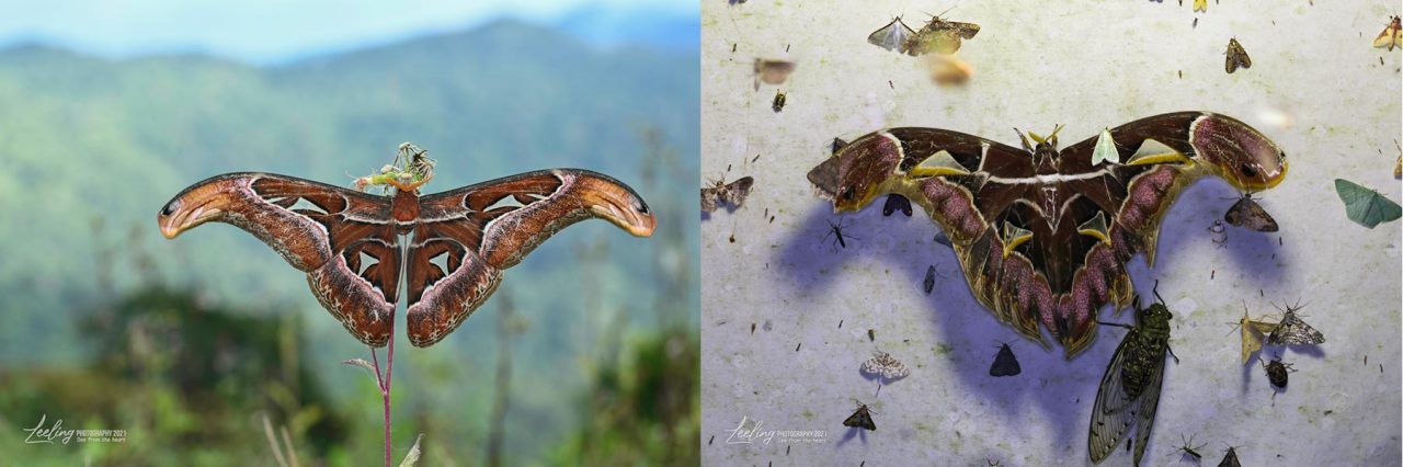 Two largest species of Altas Moths in Borneo. Left: Attacus atlas, Right: Archaeoattacus staudingeri