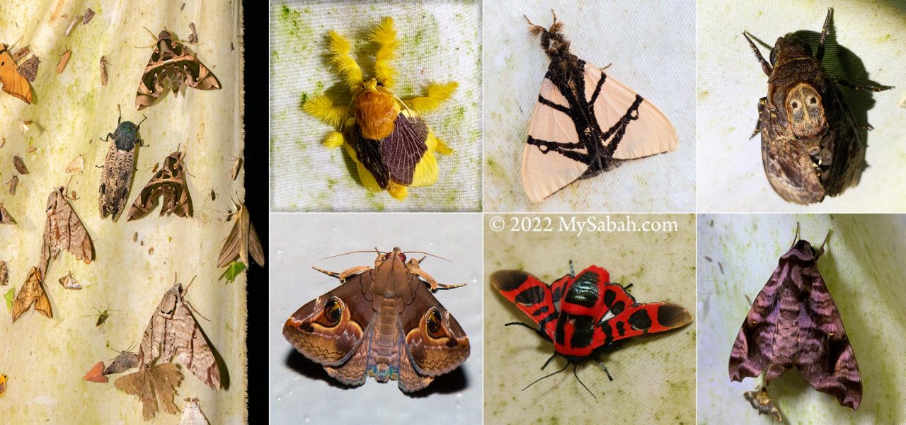 Moths of Borneo