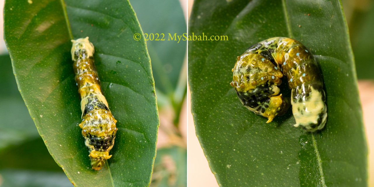 Bird's dropping caterpillar on the leaf surface