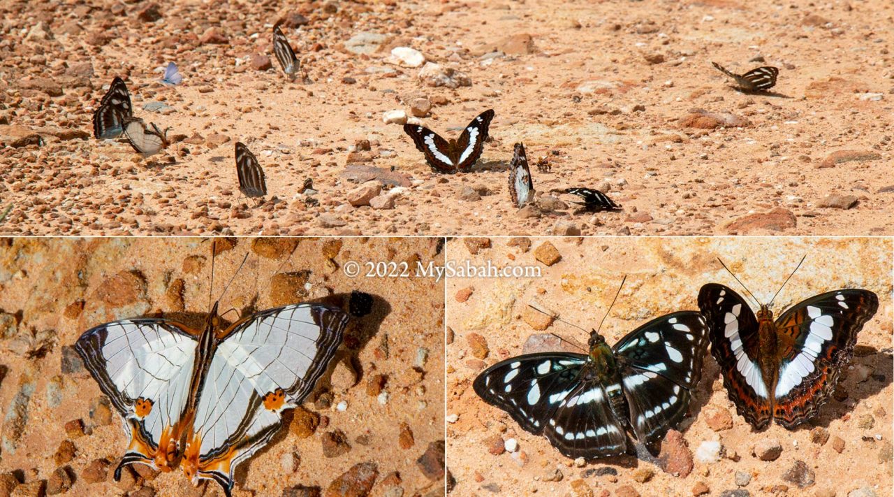 Butterflies puddling on the animal urine for minerals
