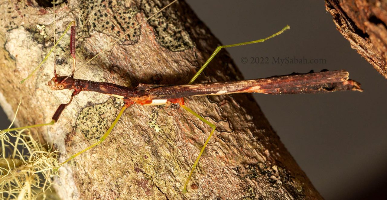 Stick insect from Nuluhon Trusmadi