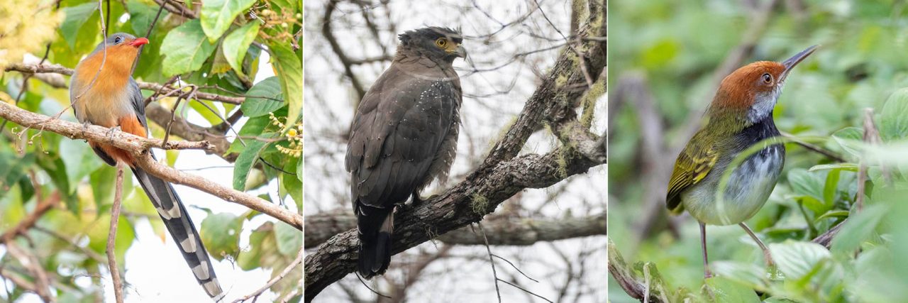 Birds in Nuluhon Trusmadi forest. From left: Red-billed Malkoha, Crested Serpent-Eagle, Dark-necked tailorbird