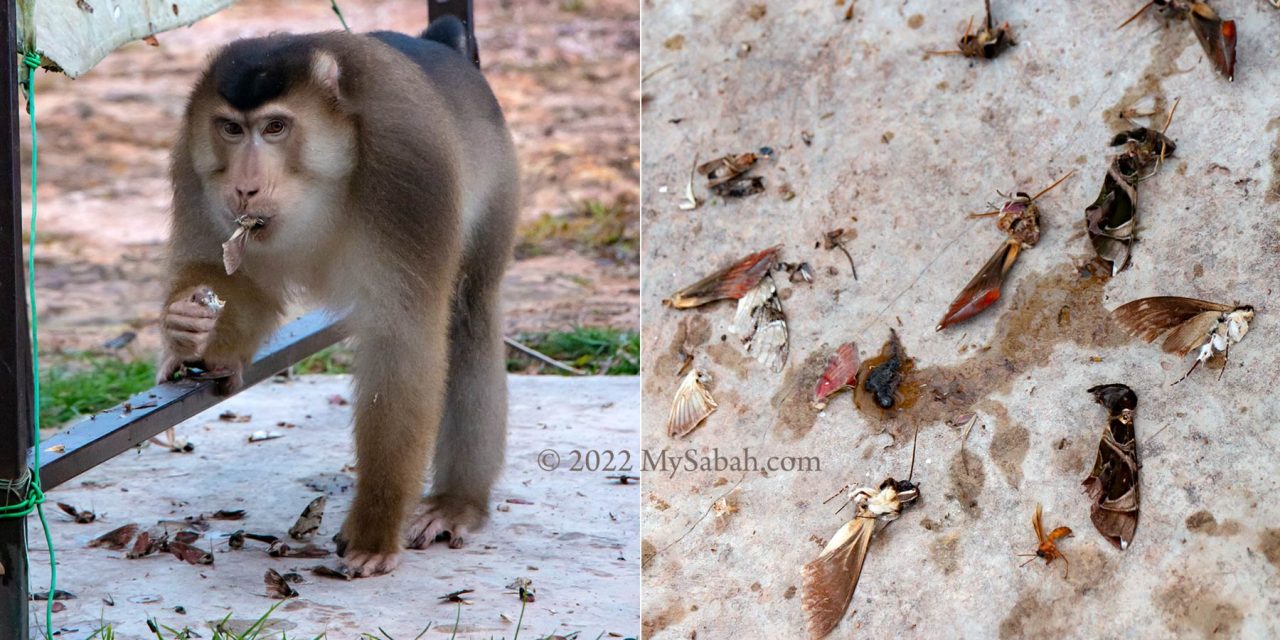 Left: pig-tailed macaque eating insects. Right: dead moths on the ground