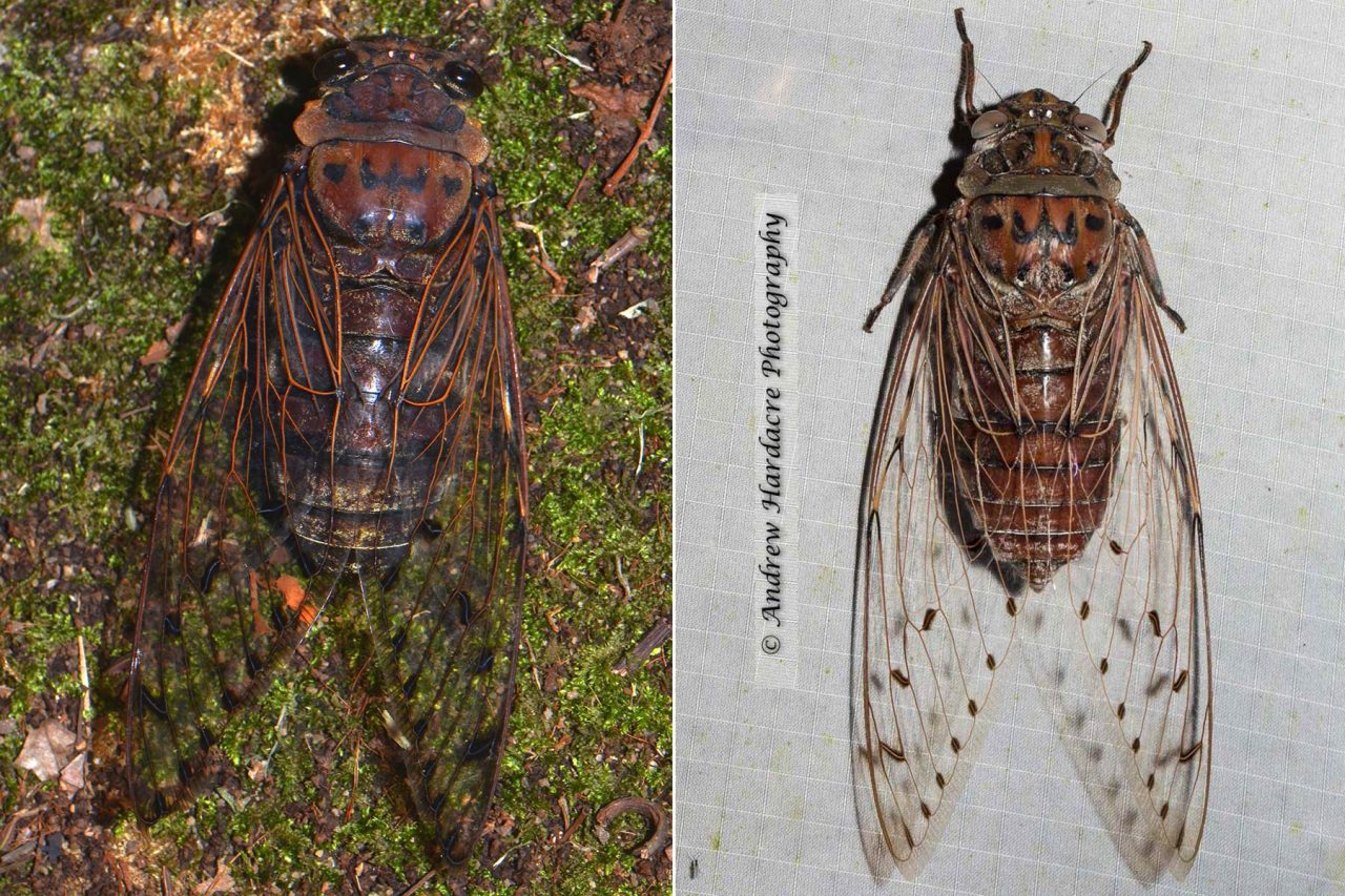 Left: 6 O' Clock Cicada (Pomponia merula). Right: 7 O' Clock Cicada (Megapomponia imperatoria)