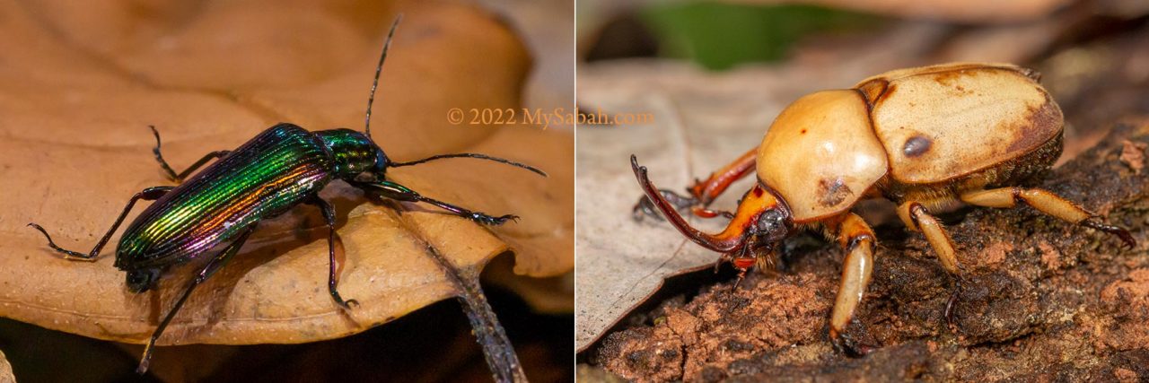Left: beetle with jewel colours, Right: Ceroplophana modigliani beetle