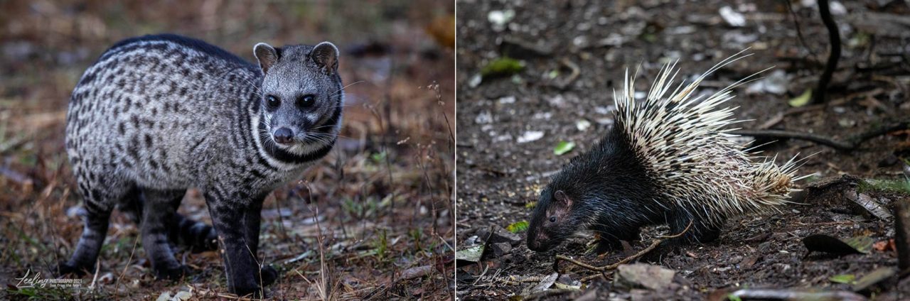 Malay civet and porcupine around the campsite