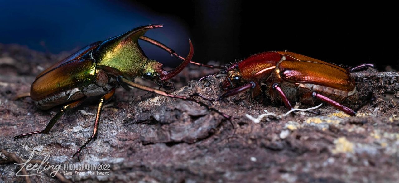 Jewel beetles at Trus Madi Entomology Camp