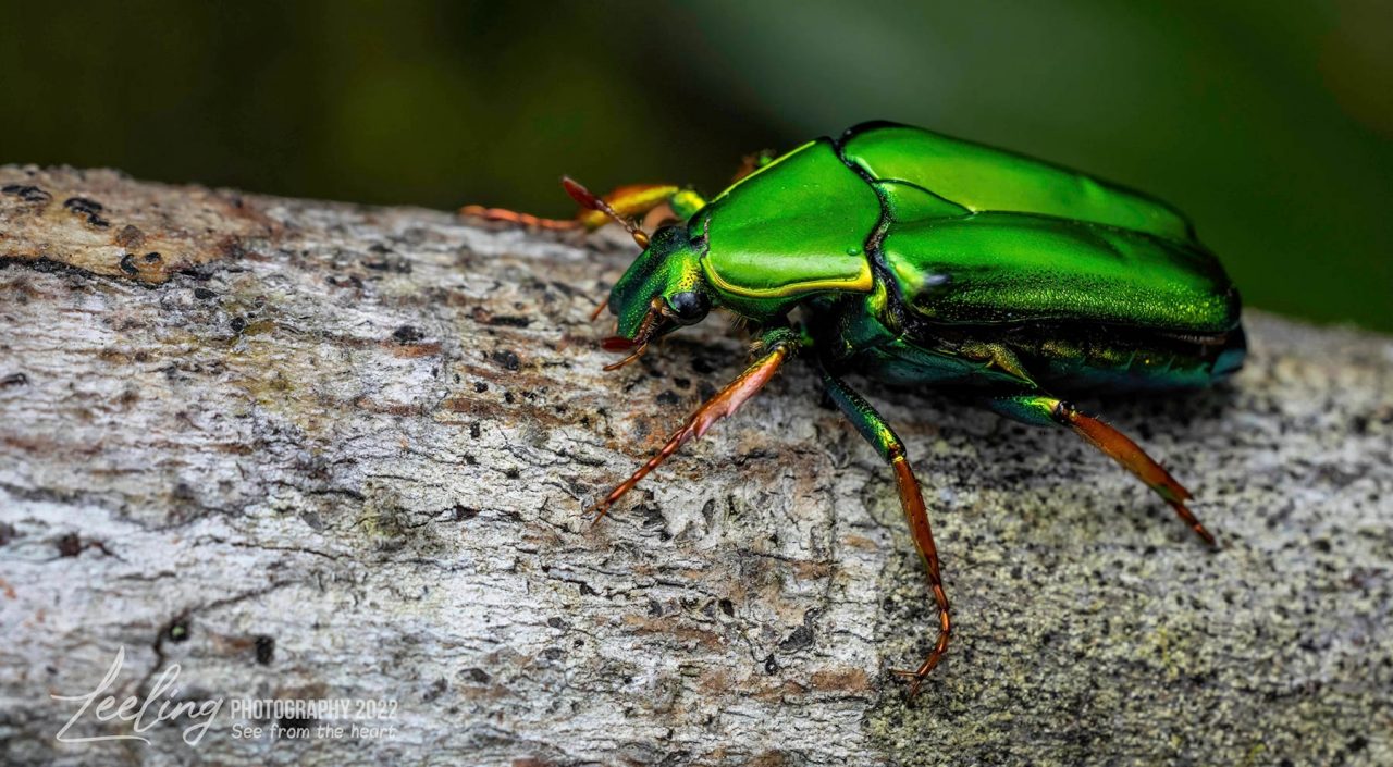 Shiny green scarab beetle of Sabah (species: Pseudochalcothes planiuscula)