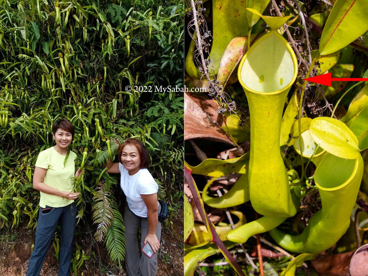 Nepenthes reinwardtiana of Sabah (green colour)