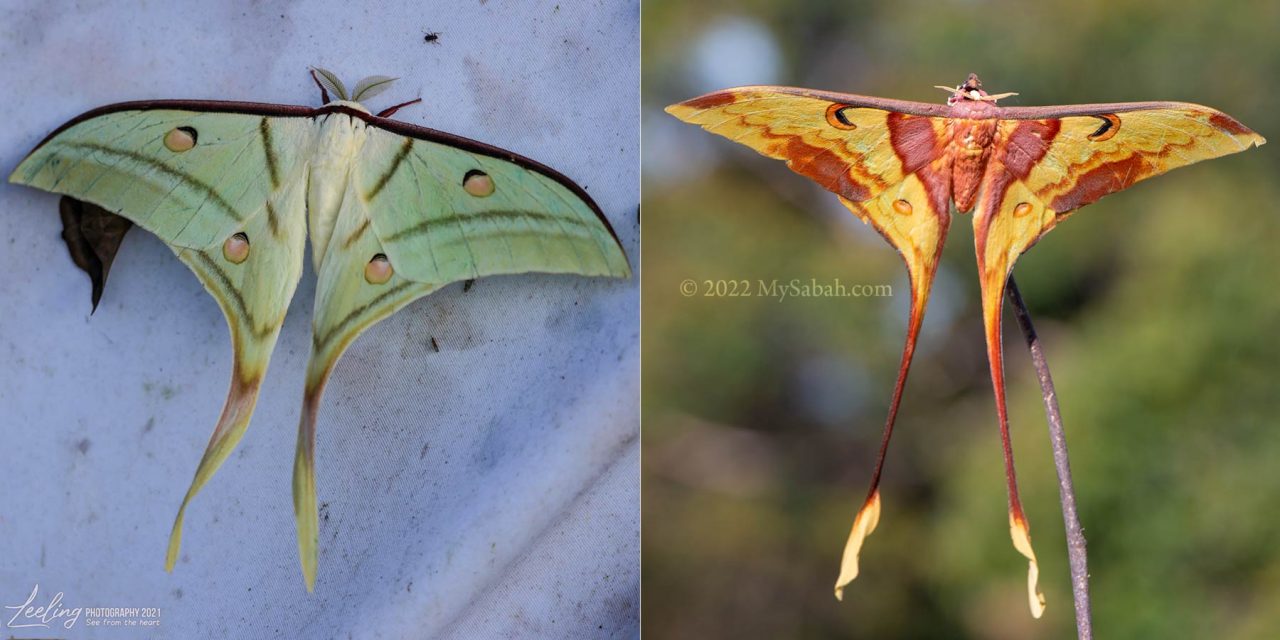 Moon moth or Luna moth. Left: Actias selene vandenberghi. Right: Actias maenas