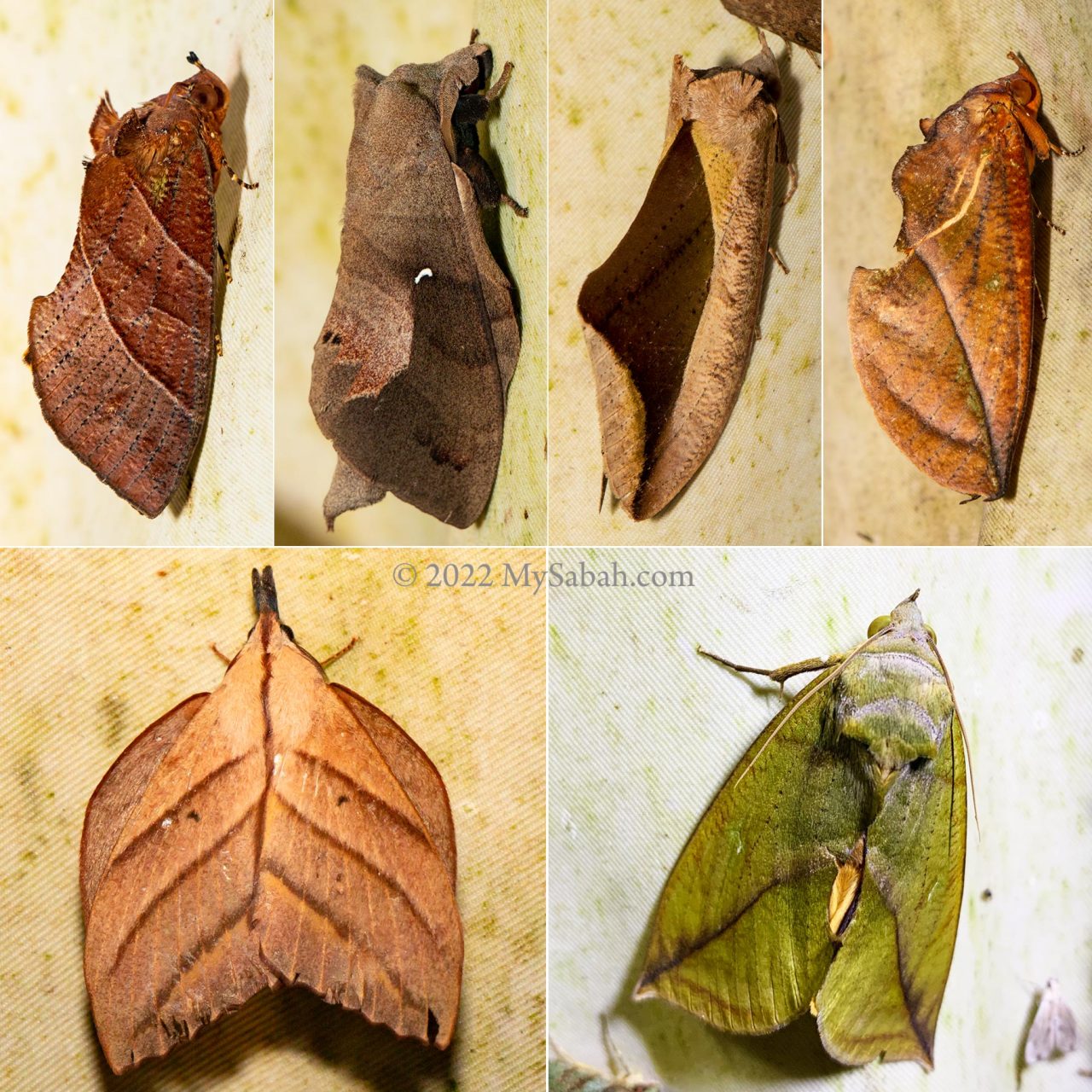 Borneo moths that mimic the shapes and colours of leaf