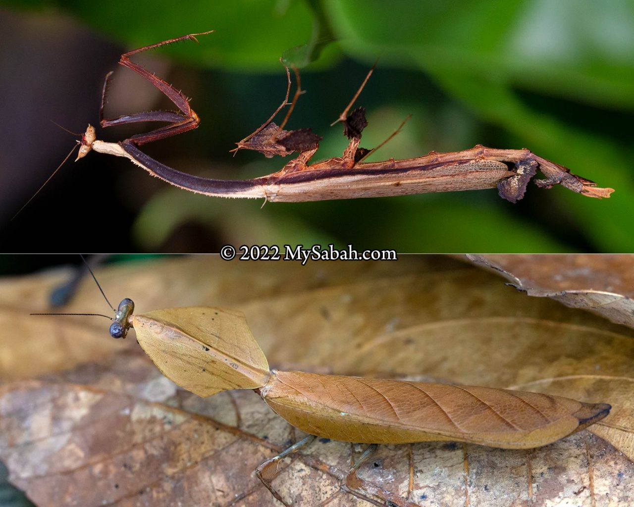 Toxodera hauseri and Deropatlys truncata praying mantis