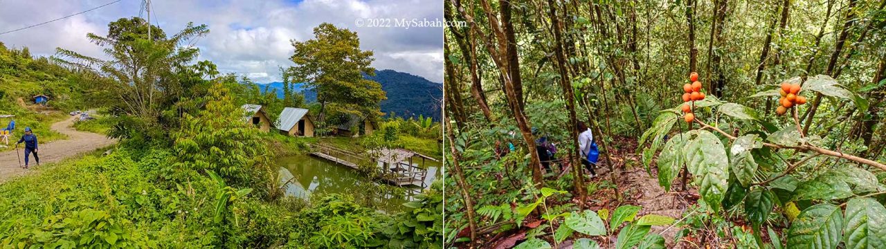 Walking on the village road and jungle trail in Kampung Tiang Lama
