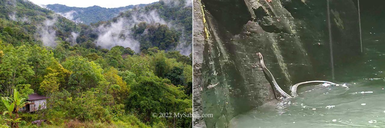 Left: misty forest of Kampung Tiang Lama, Right: snake in river canyon