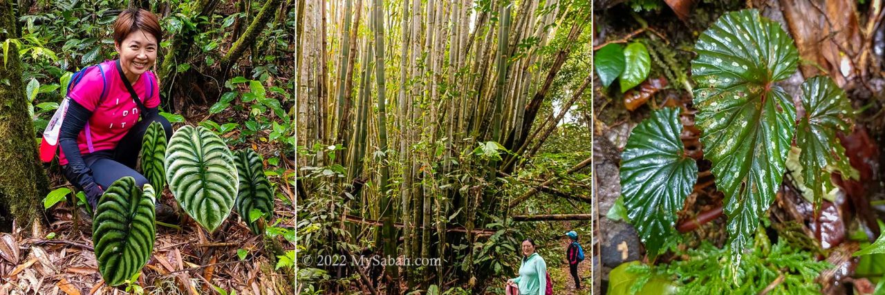 Interesting flora along the trail. Left: an ornamental plant, Middle: tall bamboo, Right: Begonia