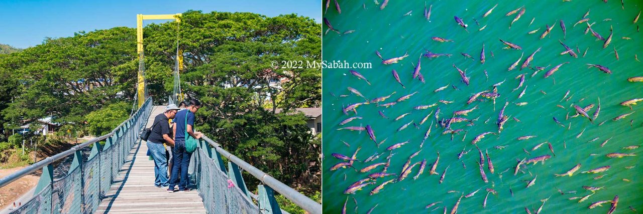 Tourists looking at the fishes under the Tamparuli Bridge