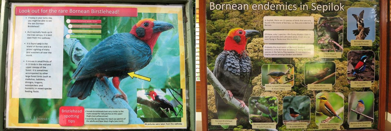 Endemic birds of Borneo in Sepilok