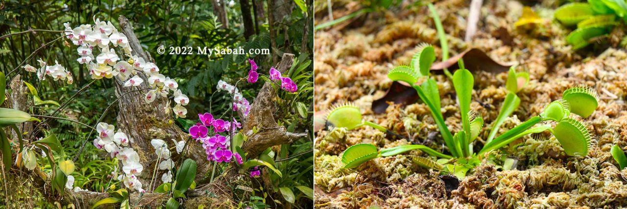 Orchid and carnivorous plant (from America) in the Plant Discovery Garden of RDC