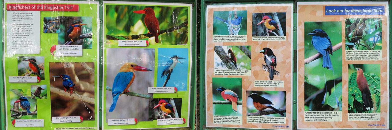 Interpretation panels of birds in RDC
