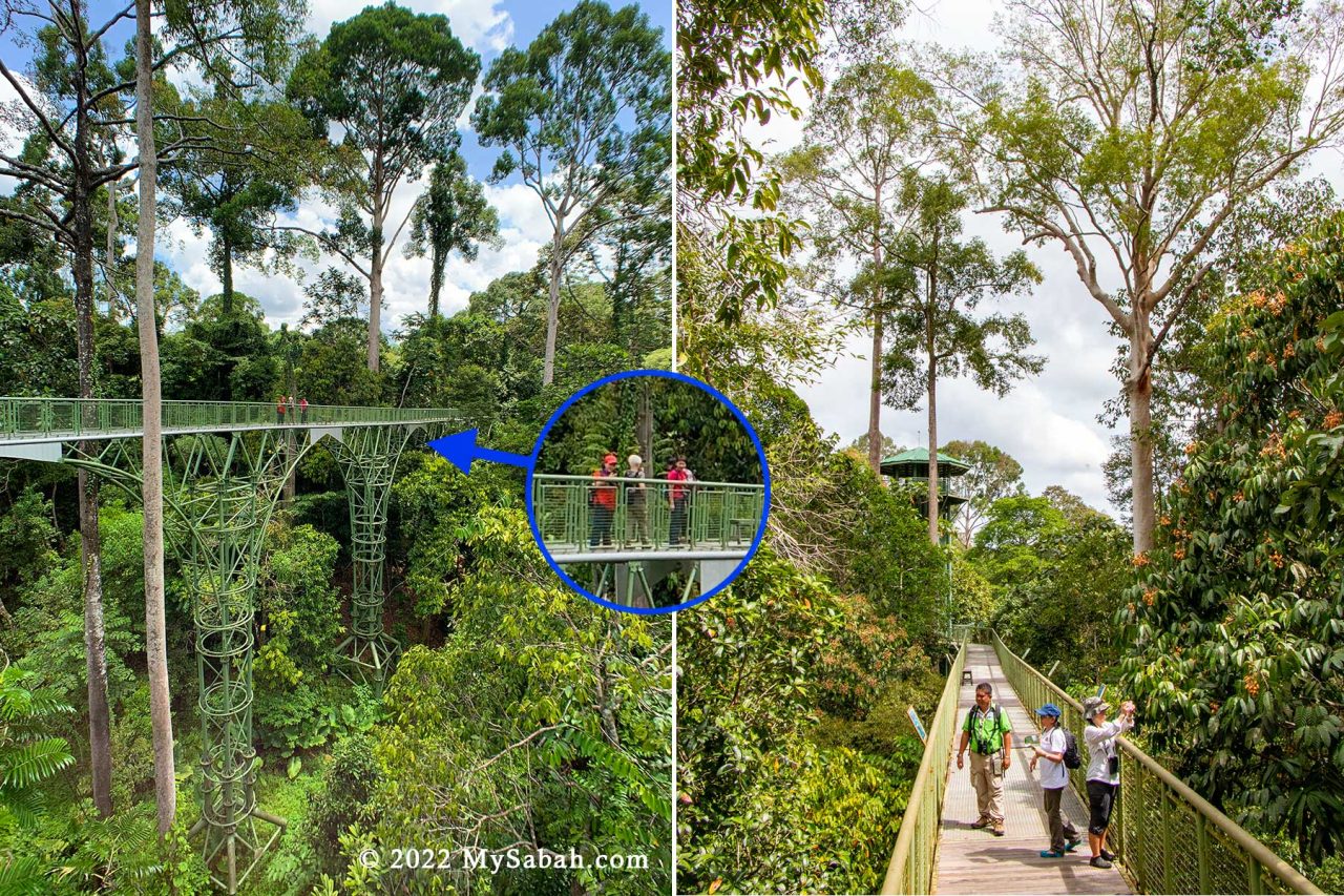 Rainforest Skywalk of Rainforest Discovery Center