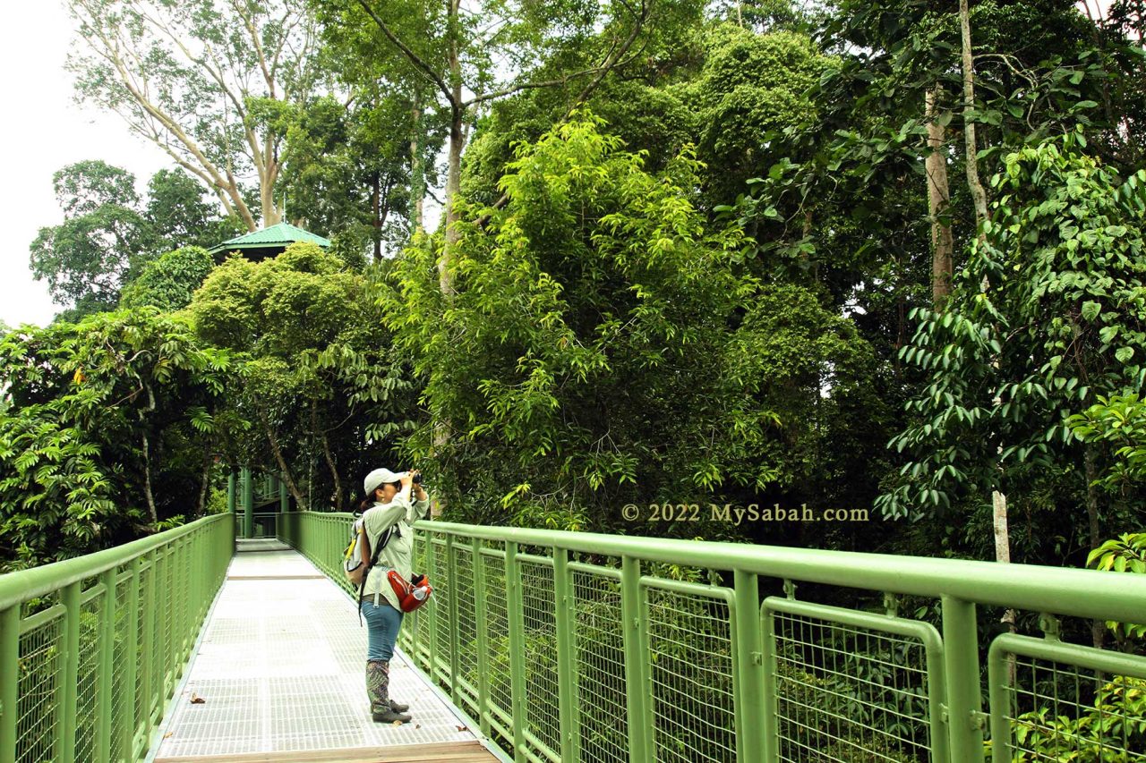 Rainforest Skywalk of RDC