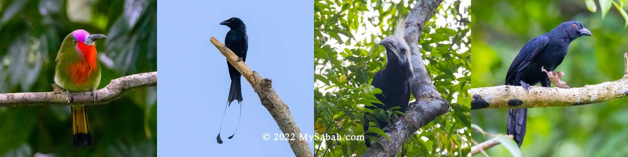 Birds of Rainforest Discovery Center (RDC)