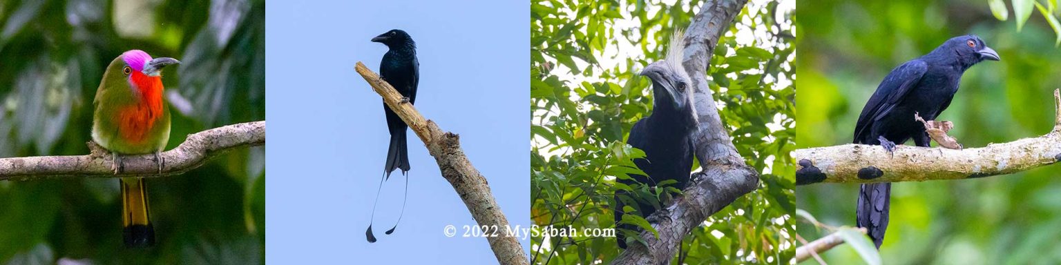 Rainforest Discovery Center (RDC), a Park in the Jungle - MySabah.com