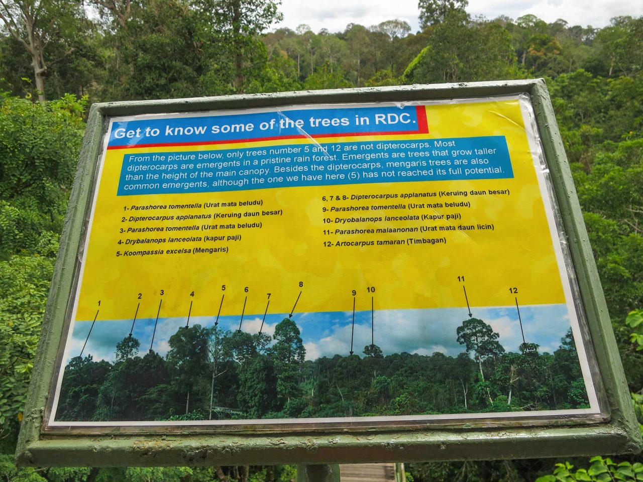 Information board about the tall rainforest trees around this area