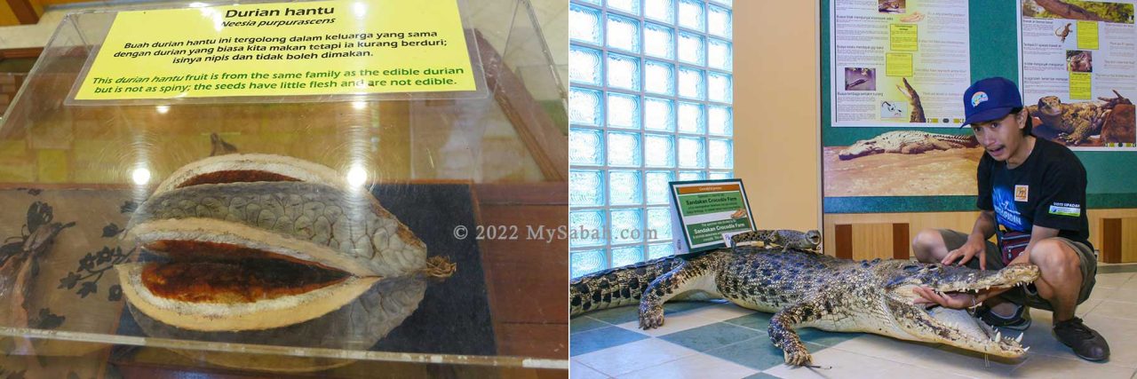 Specimens of Ghost Durian and Crocodile in RDC Exhibition Hall