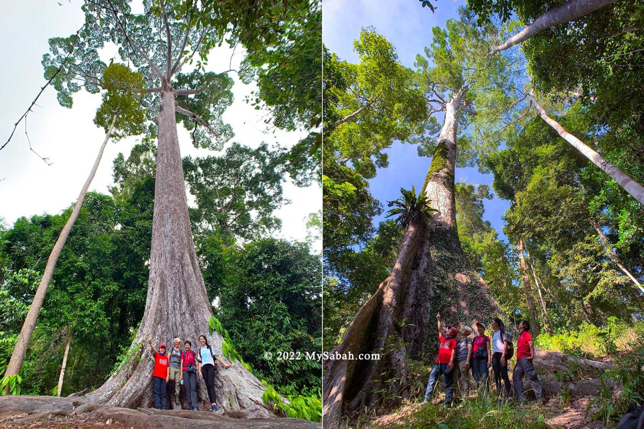 Giant trees of Rainforest Discovery Centre, Sepilok Giant and Kabili Monster