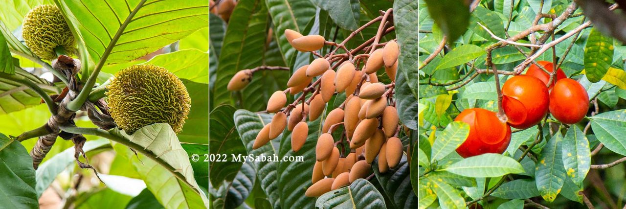 Fruits of Rainforest Discovery Center