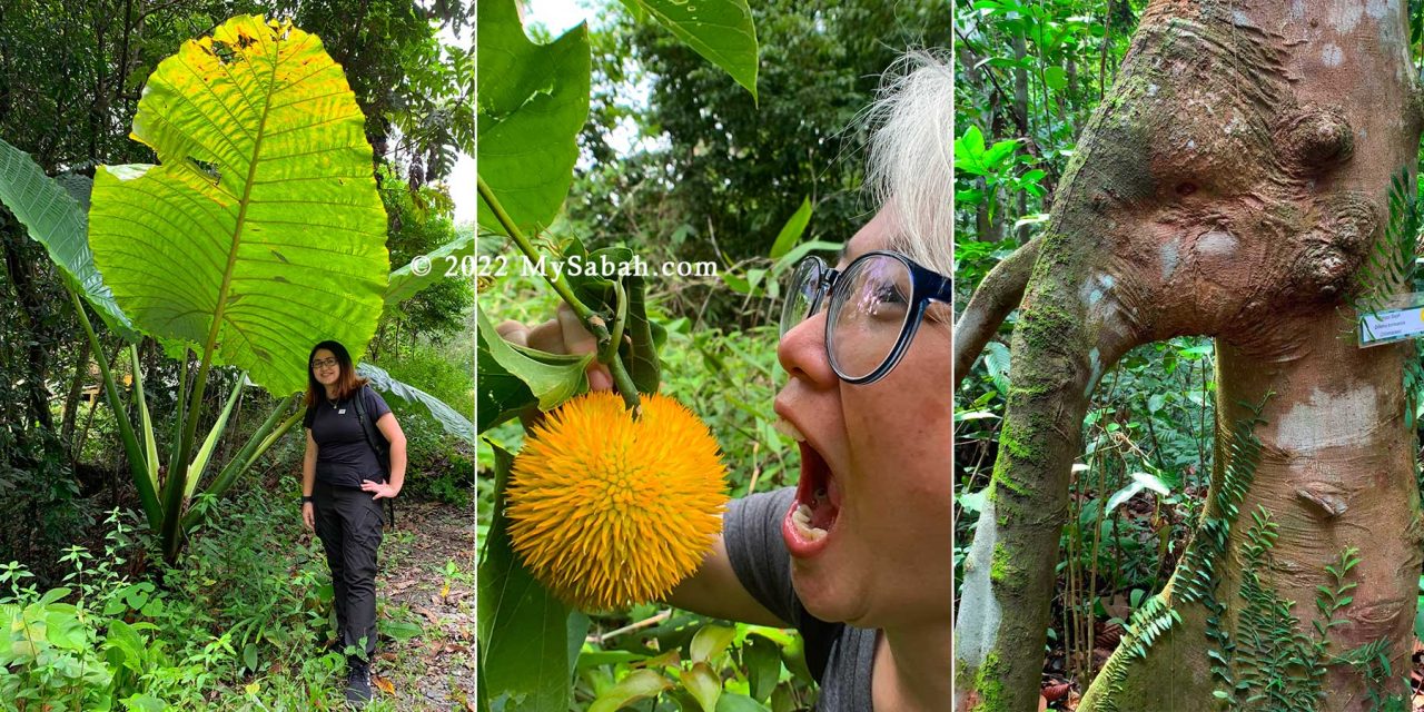 Interesting fruit and plant at RDC