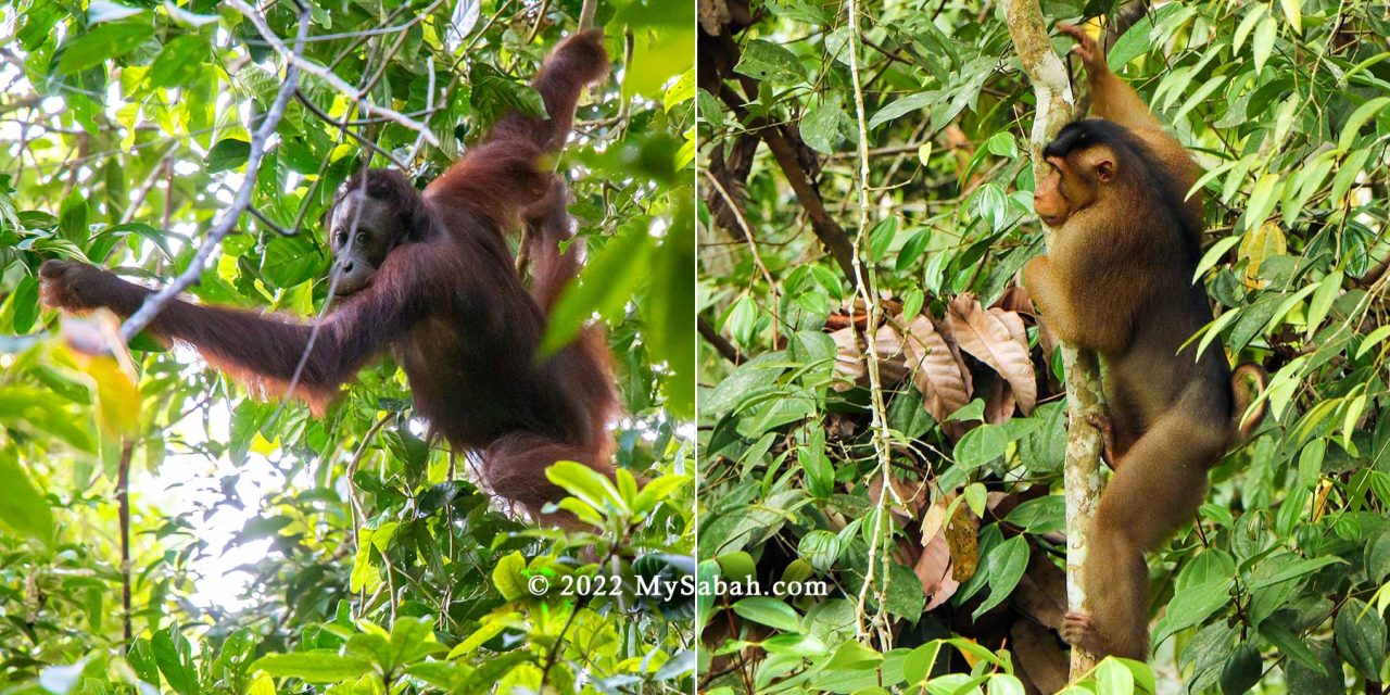 Orangutan and Macaque