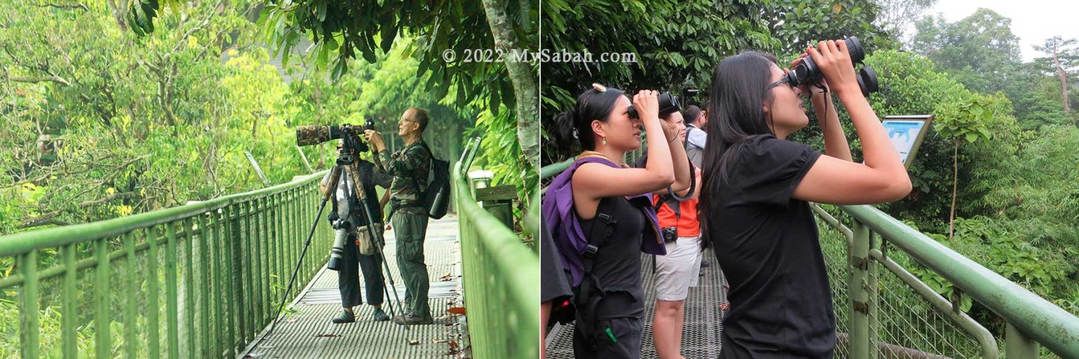 Rainforest Discovery Center (RDC), a Park in the Jungle - MySabah.com