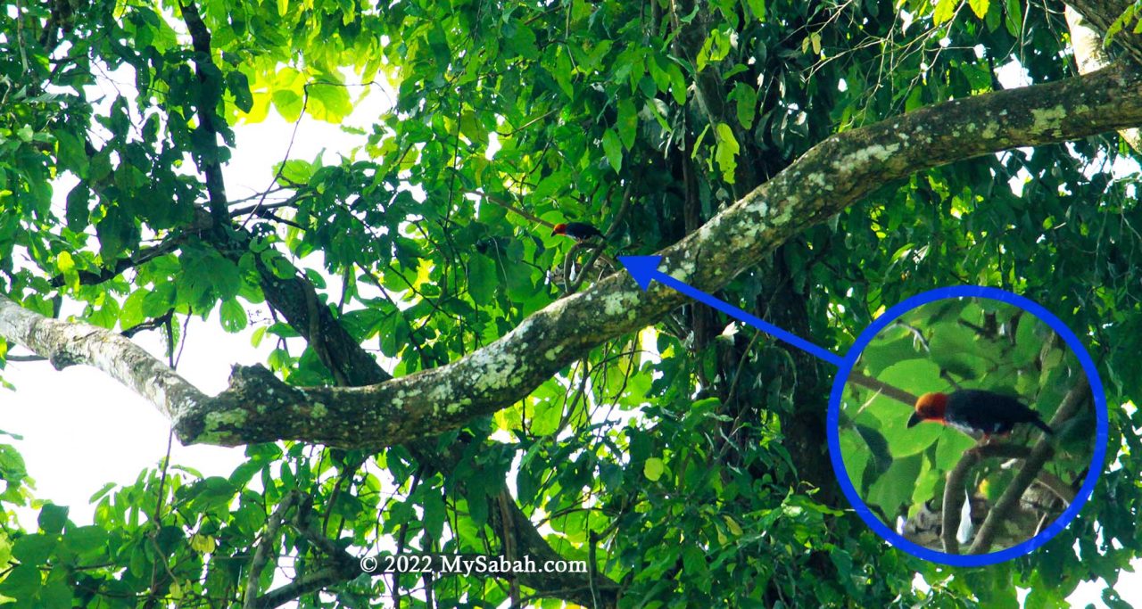 Bornean Bristlehead on the tree at RDC