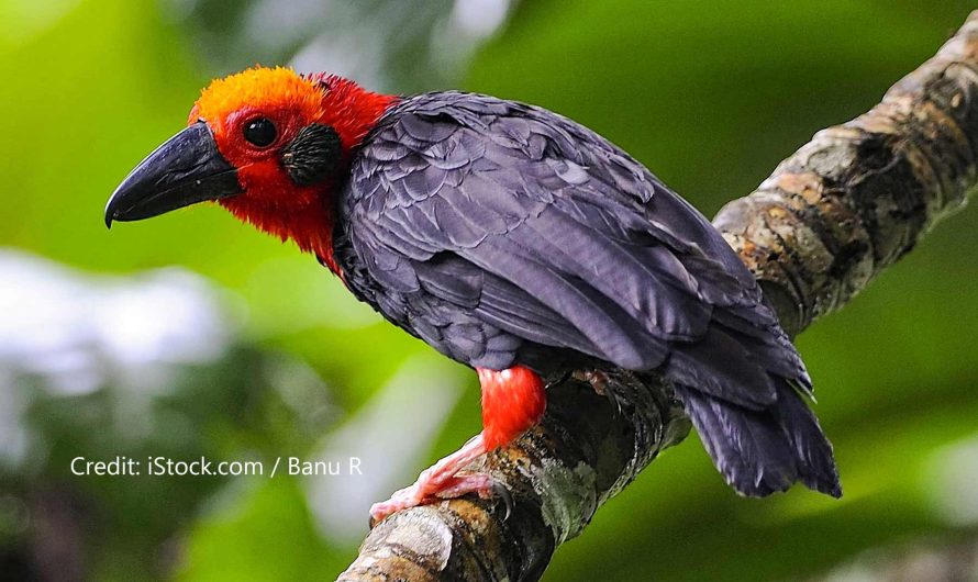 Bornean Bristlehead, the Superstar Bird of Borneo