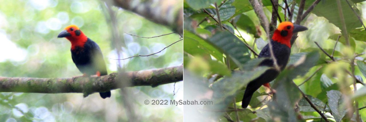 Bornean Bristlehead at Danum Valley