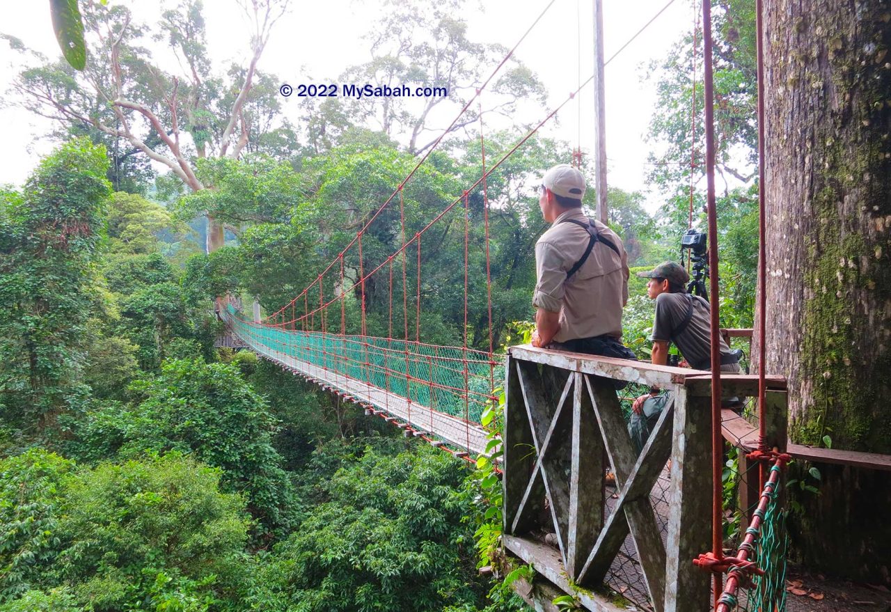 Birdwatching at canopy walk of Danum Valley