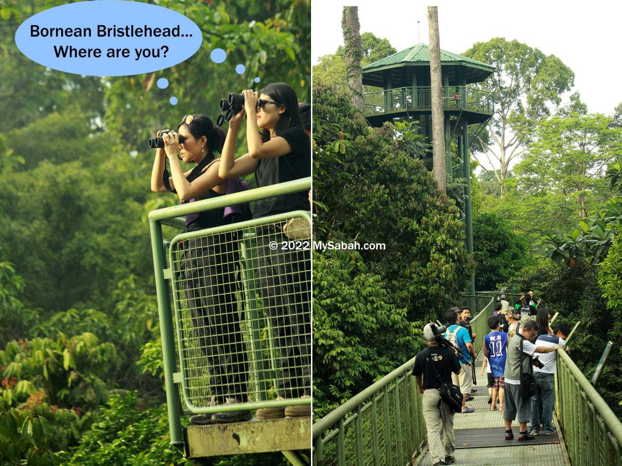 Birdwatching at Rainforest Skywalk of Rainforest Discovery Center (RDC)