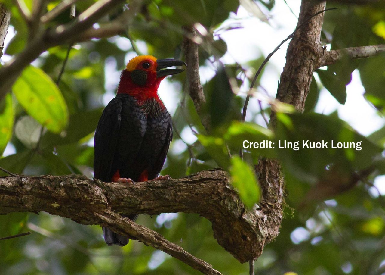 Bornean Bristlehead on the tree