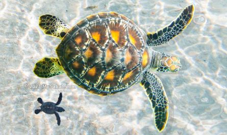 Baby and adult turtles