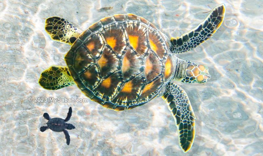 Turtle Islands Park, the Best Turtle Sanctuary of Borneo