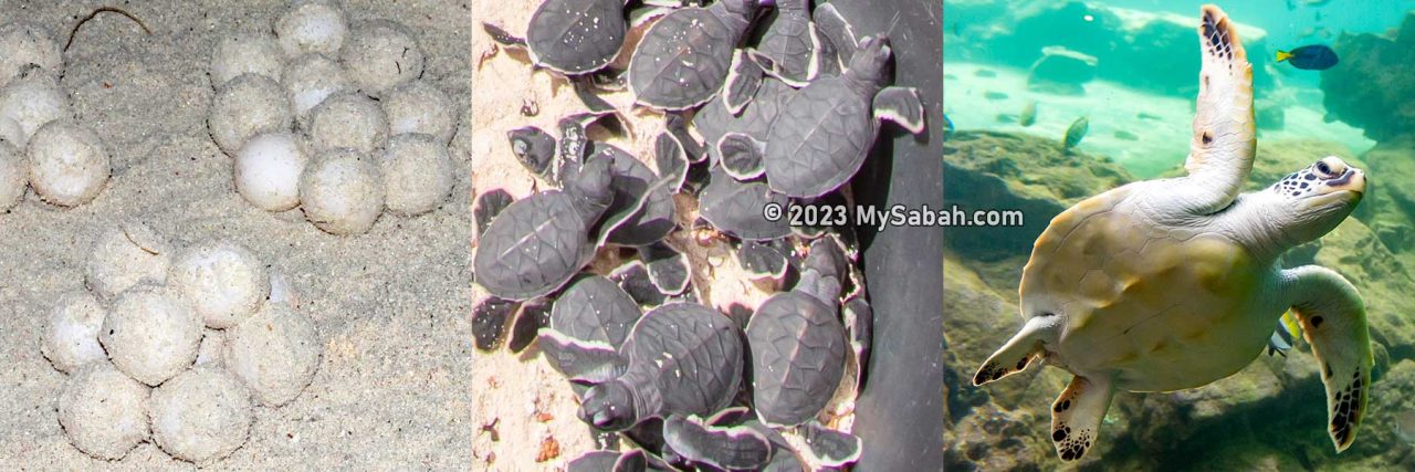 Three stages of turtle life