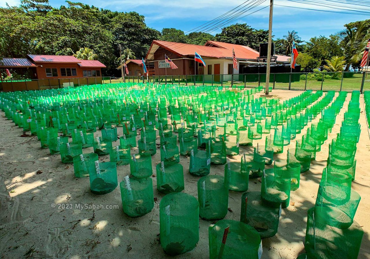 Turtle hatchery on Selingan Island