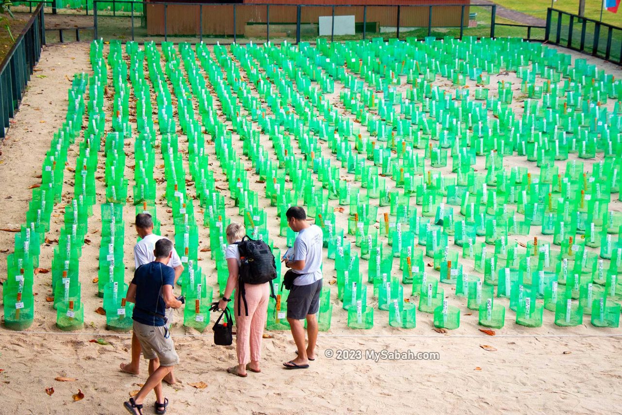 Visitors looking at their adopted turtle nests