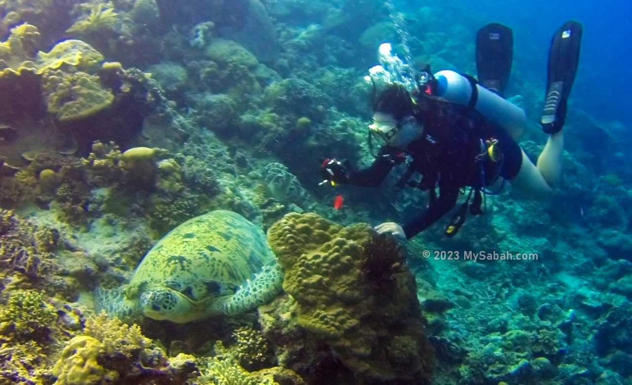 Scuba diver taking a photo of sea turtle