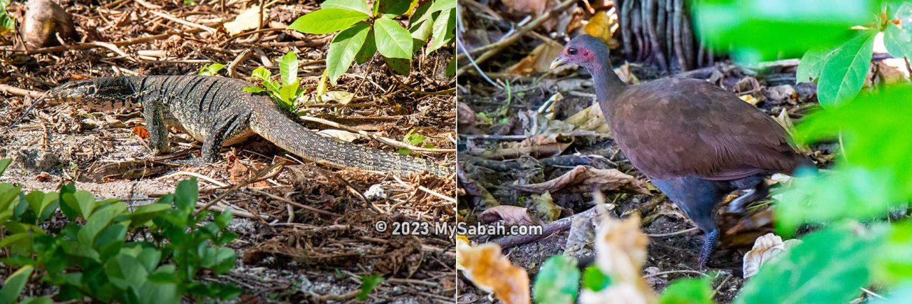Monitor lizard and Philippine megapode